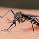 Illustration for article titled Scientist Are Now Using Magnets To Detect Malaria
